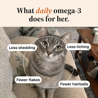 Everyday Omega